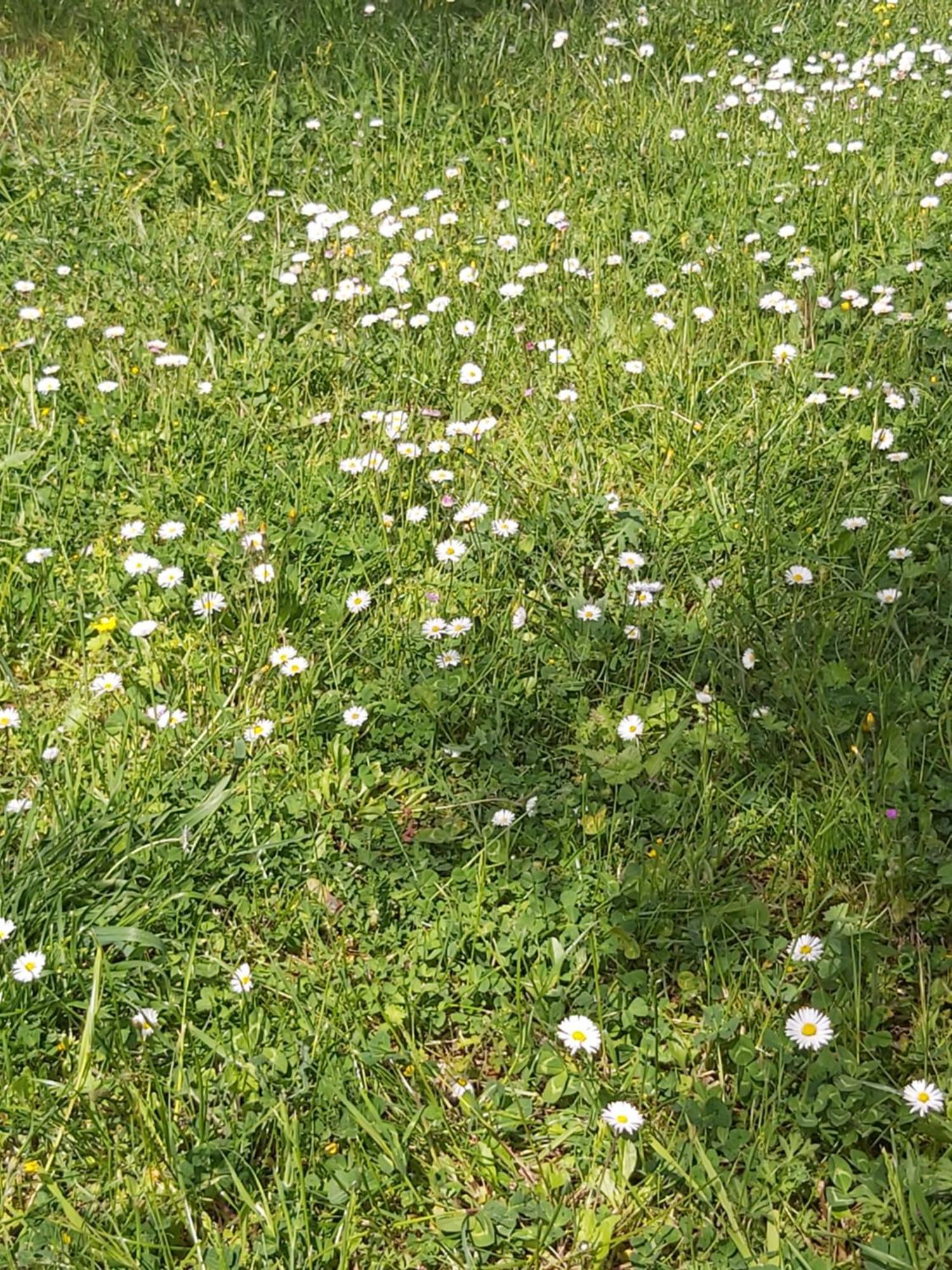 Casa Colonica Di Campagna Come Era Una Volta Villa Peschici Oda fotoğraf